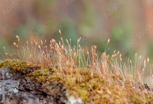 Moss growing in stone
