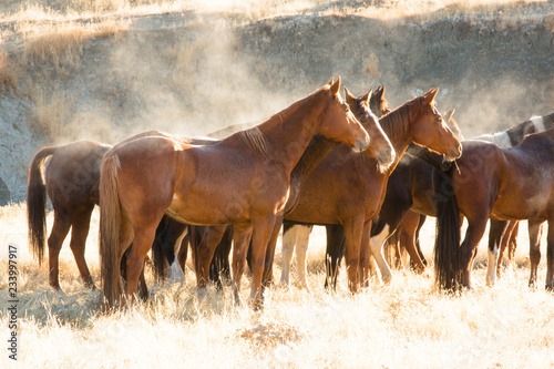 Horse round-up of untamed horses in northern California photo