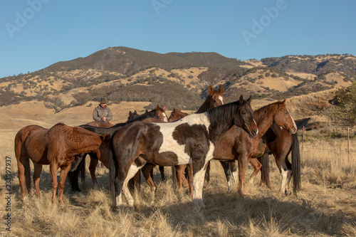 Horse round-up of untamed horses in northern California