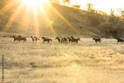 Horse round-up of untamed horses in northern California