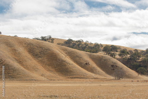 Horse round-up of untamed horses in northern California