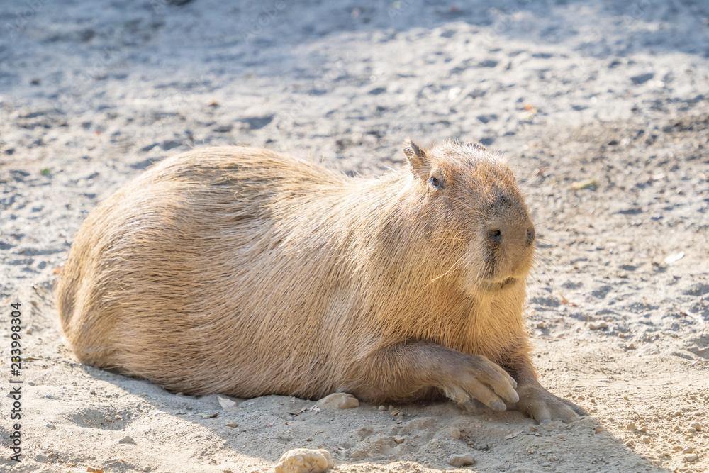 Cute Capybara (biggest mouse) eating and sleepy rest in the zoo, Tainan, Taiwan, close up shot Cute Capybara (biggest mouse) eating and sleepy rest in the zoo, Tainan, Taiwan, close up shot