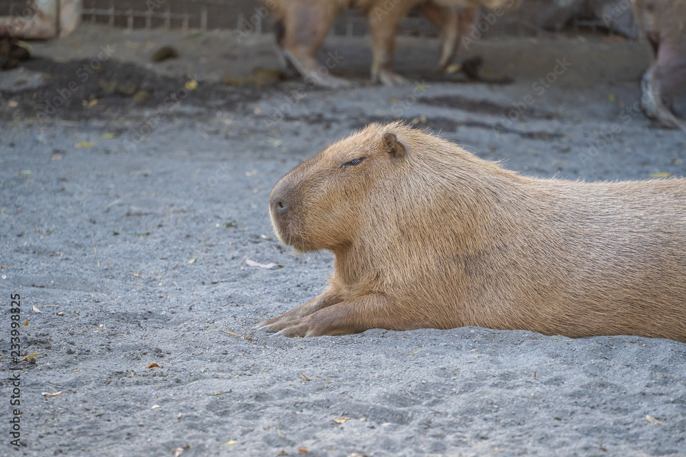 Cute Capybara (biggest mouse) eating and sleepy rest in the zoo, Tainan, Taiwan, close up shot Cute Capybara (biggest mouse) eating and sleepy rest in the zoo, Tainan, Taiwan, close up shot