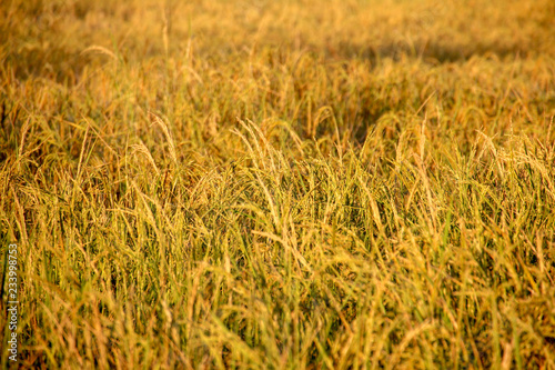 Rice in the field is ripe gold.