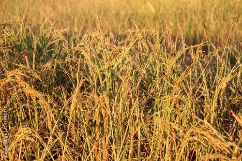 Rice in the field is ripe gold.