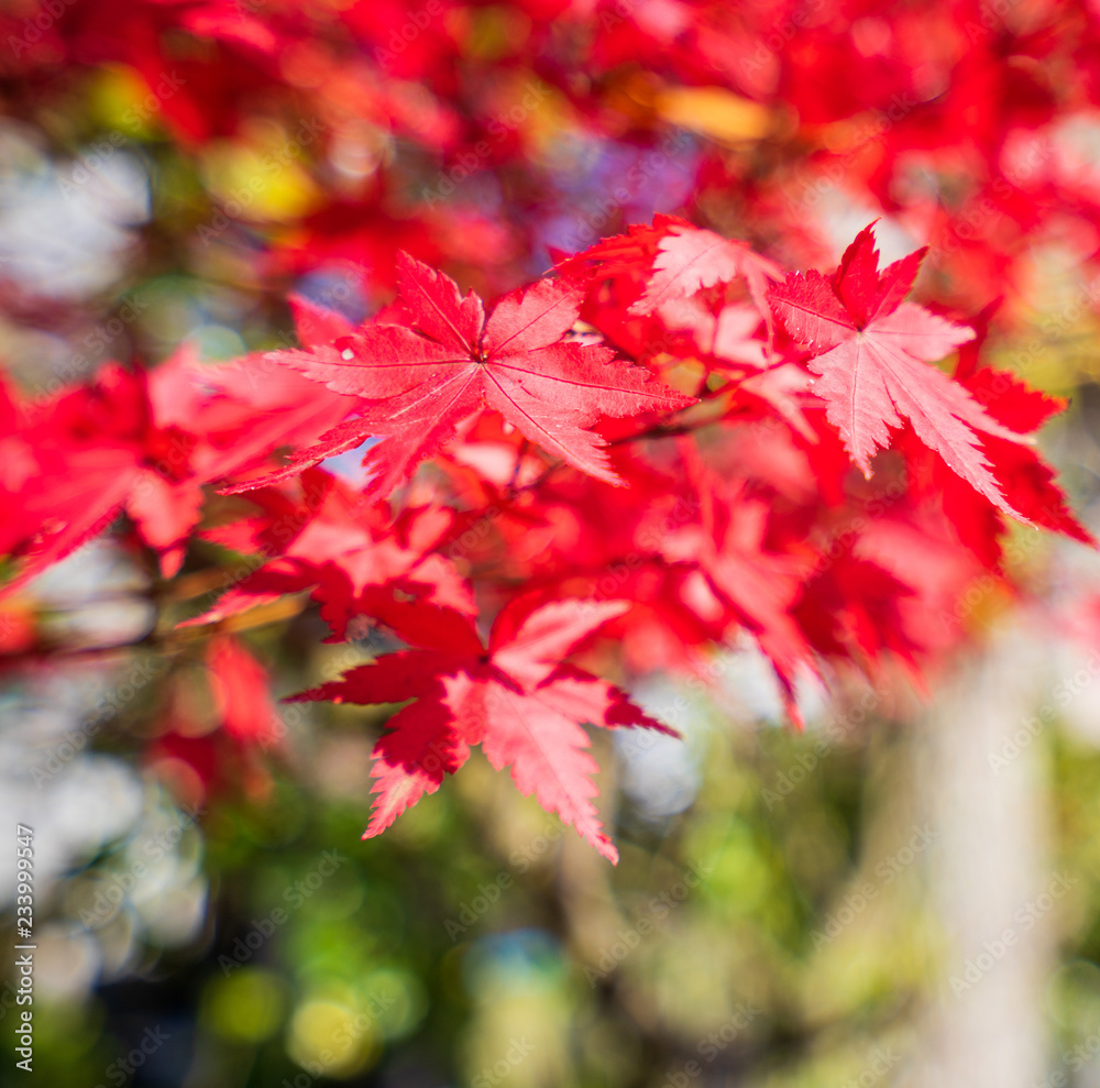 Beautiful red maple leaves in autumn sunny day, blue sky, close up, copy space, macro Beautiful red maple leaves in autumn sunny day, blue sky, close up, copy space, macro