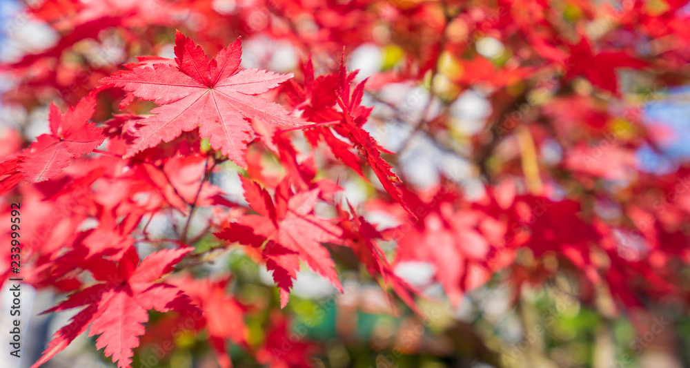 Beautiful red maple leaves in autumn sunny day, blue sky, close up, copy space, macro Beautiful red maple leaves in autumn sunny day, blue sky, close up, copy space, macro