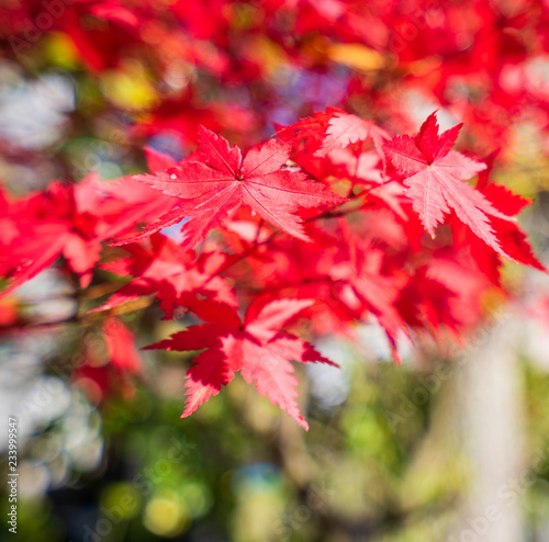 Beautiful red maple leaves in autumn sunny day  blue sky  close up  copy space  macro