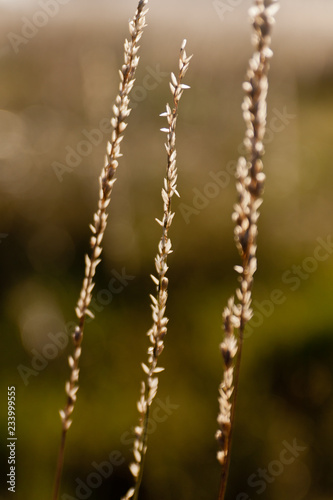 Three Strings of Texas Wildgrass © fred