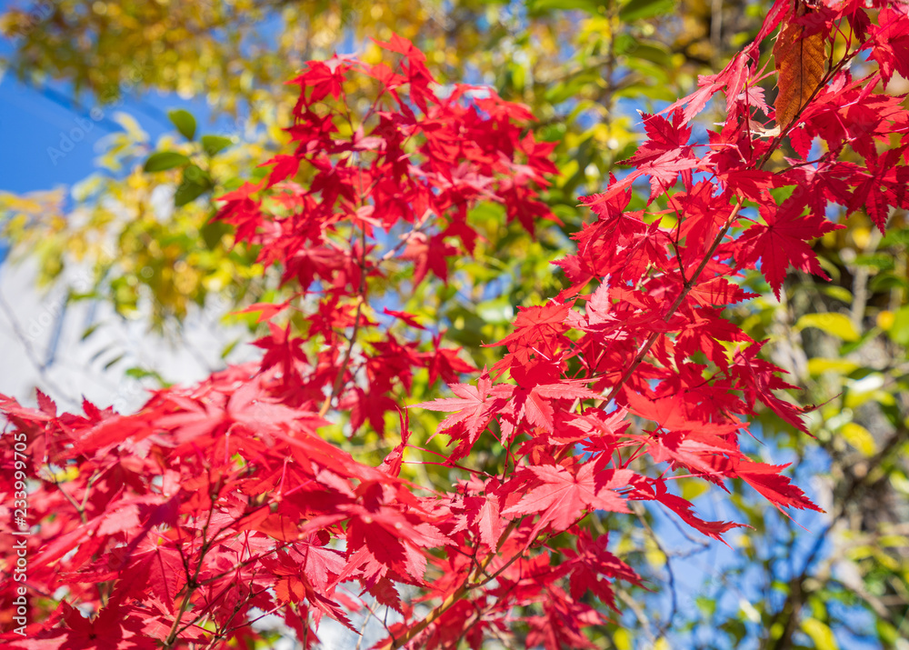 Beautiful red maple leaves in autumn sunny day, blue sky, close up, copy space, macro Beautiful red maple leaves in autumn sunny day, blue sky, close up, copy space, macro