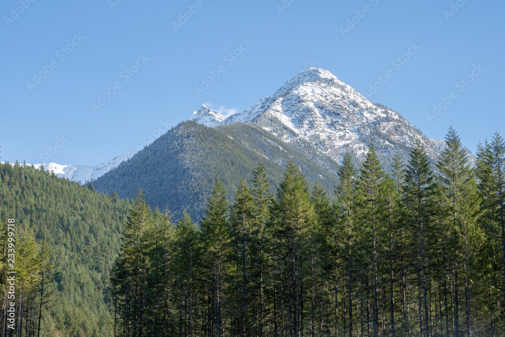 Beautiful Forest and Mountain Landscape