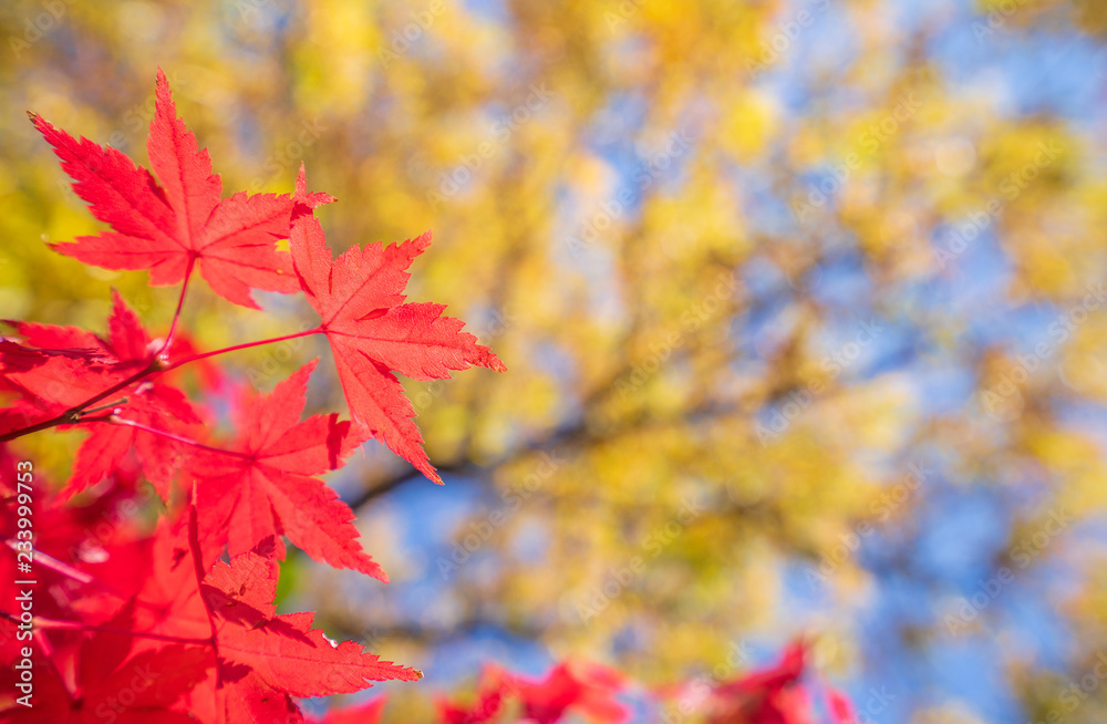 Beautiful red maple leaves in autumn sunny day, blue sky, close up, copy space, macro Beautiful red maple leaves in autumn sunny day, blue sky, close up, copy space, macro