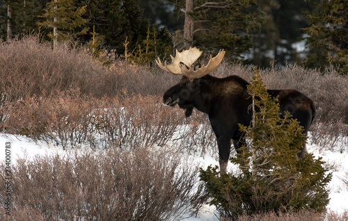 Moose in the Snow in the Colorado Rockies photo