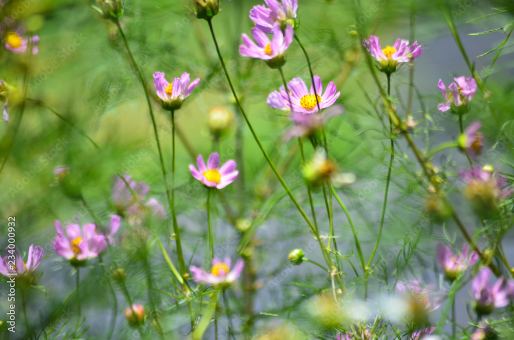 Pink flowers in the garden