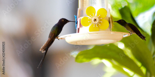 Hummingbirds havind a drink photo