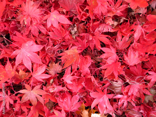 Red Autumn Leaves