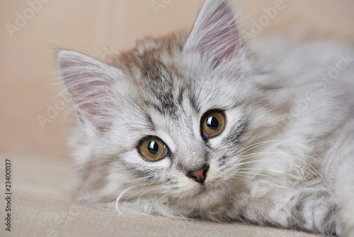 Fototapeta Naklejka Na Ścianę i Meble -  Portrait of playful cat