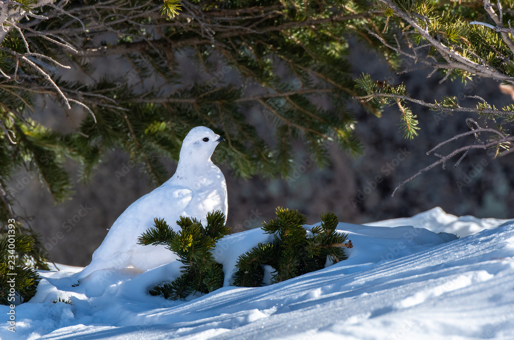 A Beautiful White-tailed Ptarmigan in White Winter Plumage in the Mountains of Colorado A Beautiful White-tailed Ptarmigan in White Winter Plumage in the Mountains of Colorado