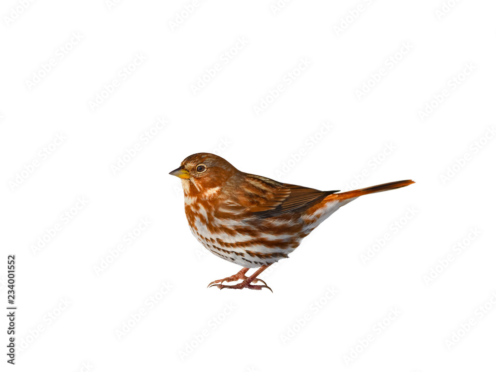 Fox Sparrow on White Baclground, Isolatwed Fox Sparrow on White Baclground, Isolatwed