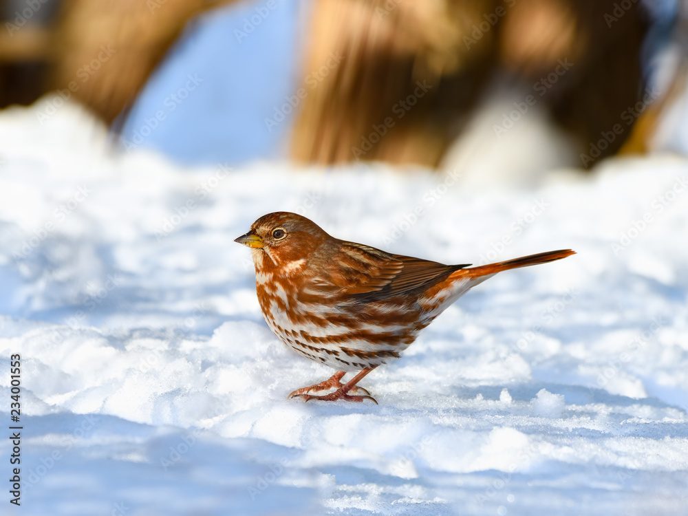 Fox Sparrow Standing on Snow Fox Sparrow Standing on Snow