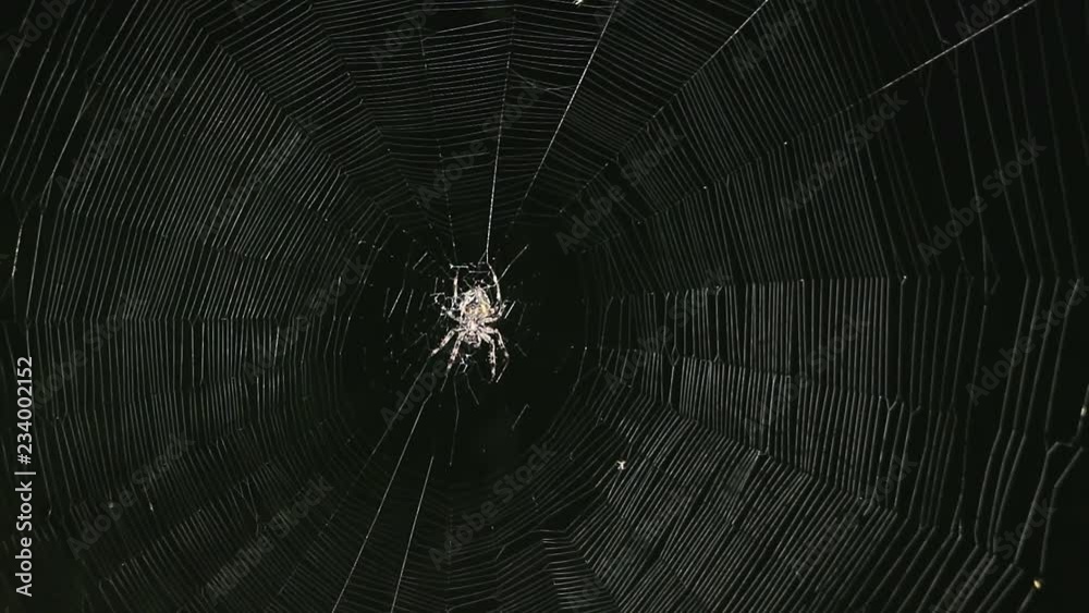 Big spider on a web at night. Large spider on a web