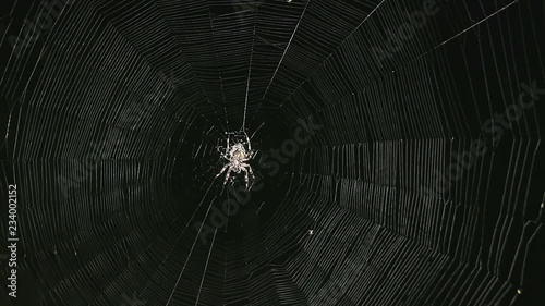 Big spider on a web at night. Large spider on a web