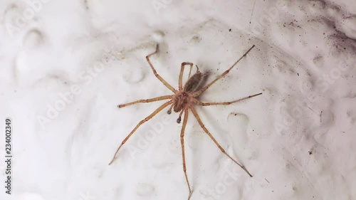 Big spider on the white wall in the house. Giant house spider on a wall