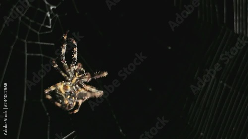 Big spider making a web at night. Large spider on a web