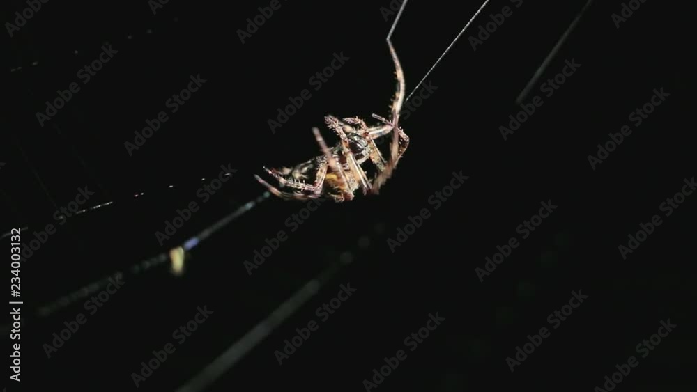 Big spider making a web at night. Large spider on a web