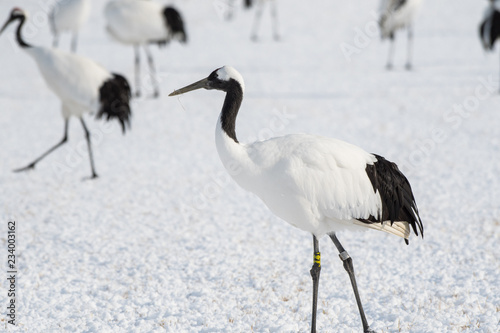 Red-crowned crane walking in Tsurui Village of Hokkaido Japan.