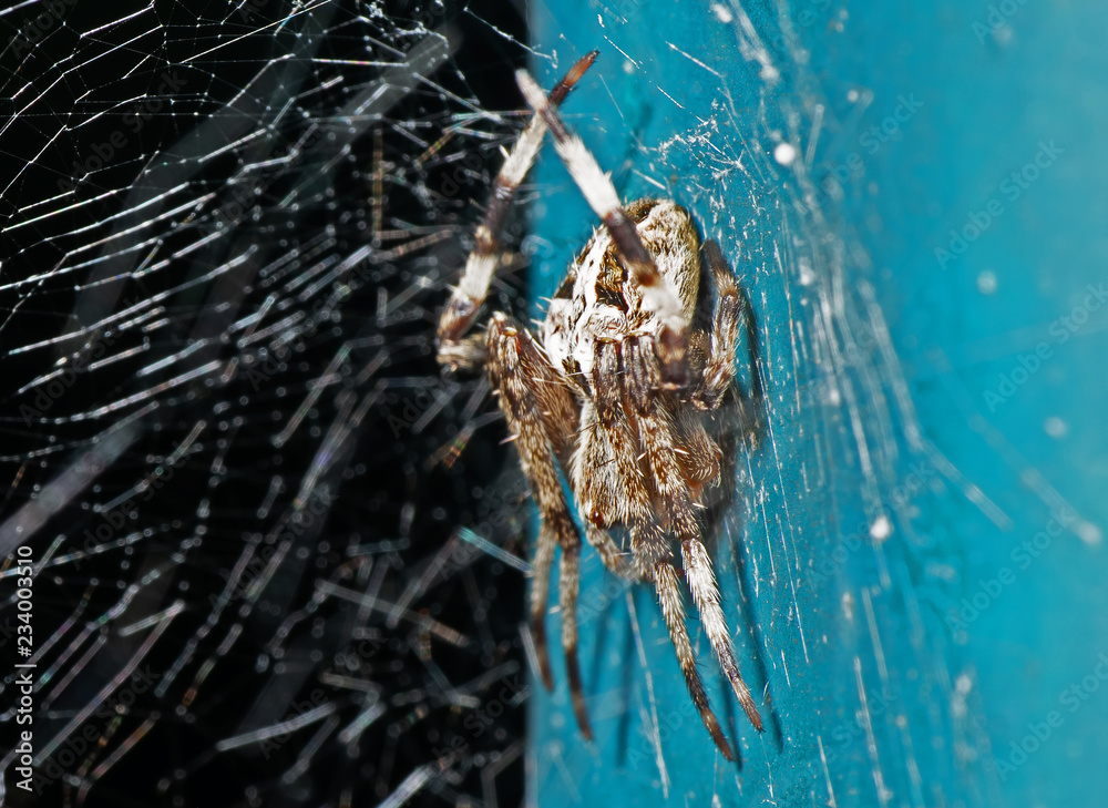 Macro Photo of Spiders are on the Web Macro Photo of Spiders are on the Web
