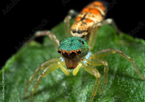 Macro Photo of Colorful Jumping Spider on Green Leaf © backiris