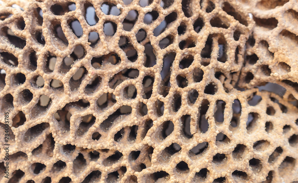 Termite Nests texture full background. Termite Nests texture full background.
