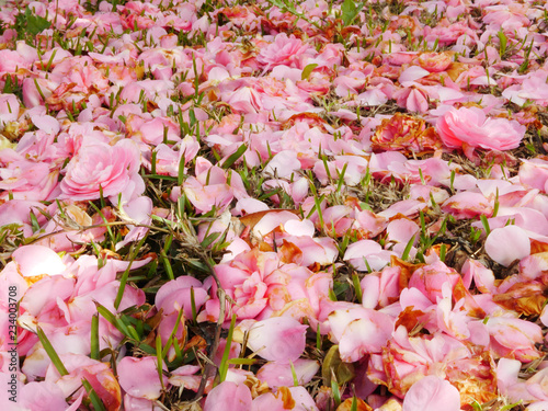 pink flower rose petals fallen laying on bed of green Sir Walter Buffalo grass
