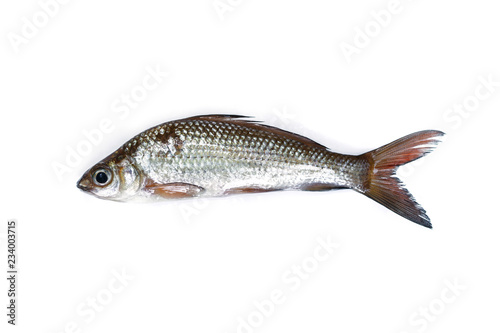 Freshwater Fish on white background.