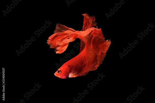 The moving moment beautiful of red siamese betta fish or splendens fighting fish in thailand on black background. Thailand called Pla-kad or biting fish. photo