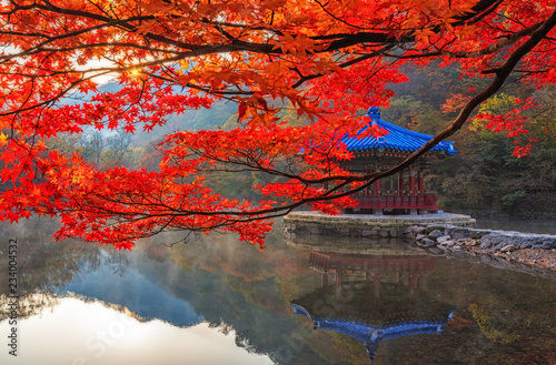 Maple red in Naejangsan national park, South korea.