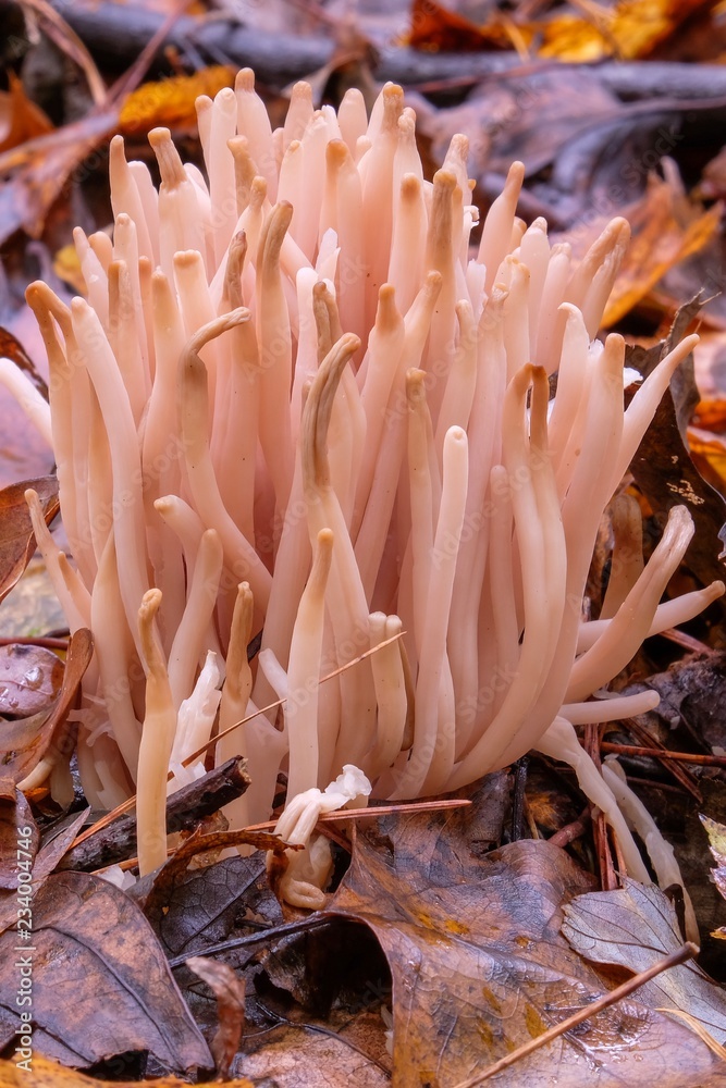 A cluster of smokey spindles fungus in the forest at Crowder Park in Apex, North Carolina. This is an inedible species of coral fungus. A cluster of smokey spindles fungus in the forest at Crowder Park in Apex, North Carolina. This is an inedible species of coral fungus.