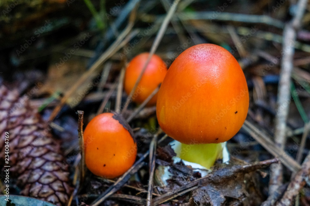 A young trio of American Caesars's mushroom, Amanita jacksonii, emerging from the volva with beautiful red-orange bulbous cap at Yates Mill County Park in Raleigh North Carolina A young trio of American Caesars's mushroom, Amanita jacksonii, emerging from the volva with beautiful red-orange bulbous cap at Yates Mill County Park in Raleigh North Carolina