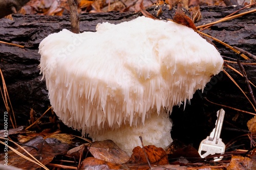 A large lion's mane mushroom at Crowder Park in Apex North Carolina. It is edible with a crab-like taste, and has medicinal benefits.