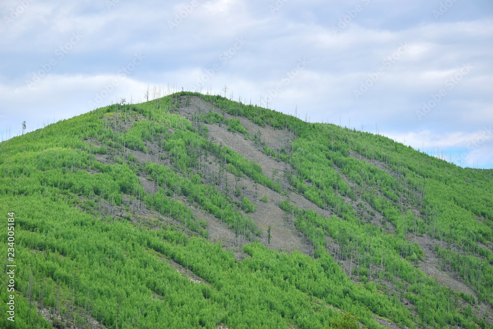 Mountain with green forests. The vegetation of the hill-slender larch forests, dead wood. Placers of stones cover the entire slope of the hill. Blue sky.