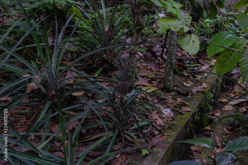 Bali Jungle