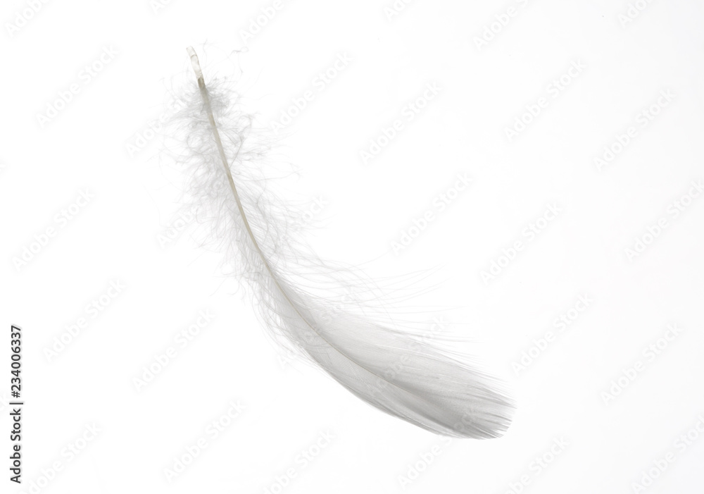 Detail of a delicate white feather