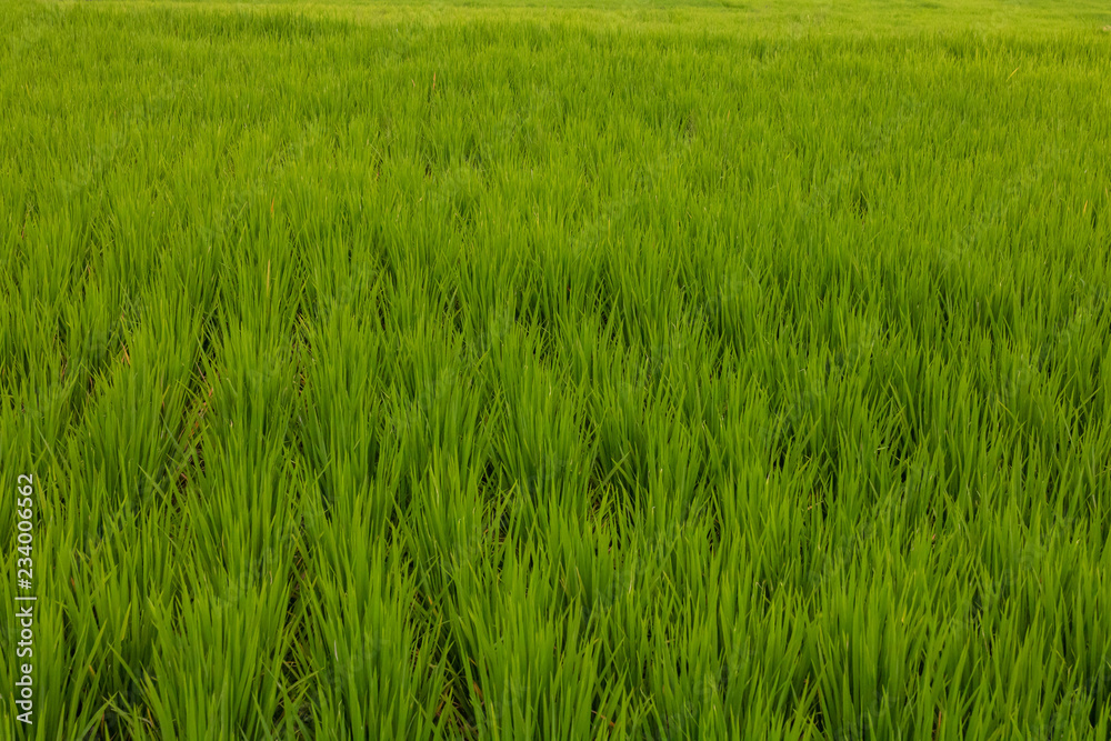 Rice Paddie Rice Paddie