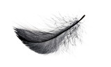 Single black floating feather on white background.