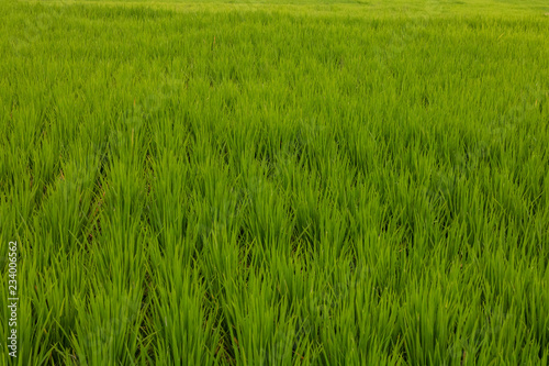 Rice Paddie