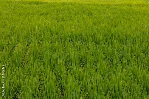 Rice Paddy