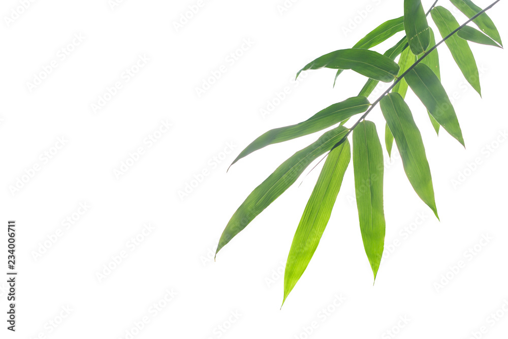 Fototapeta premium bamboo leaf on white background.
