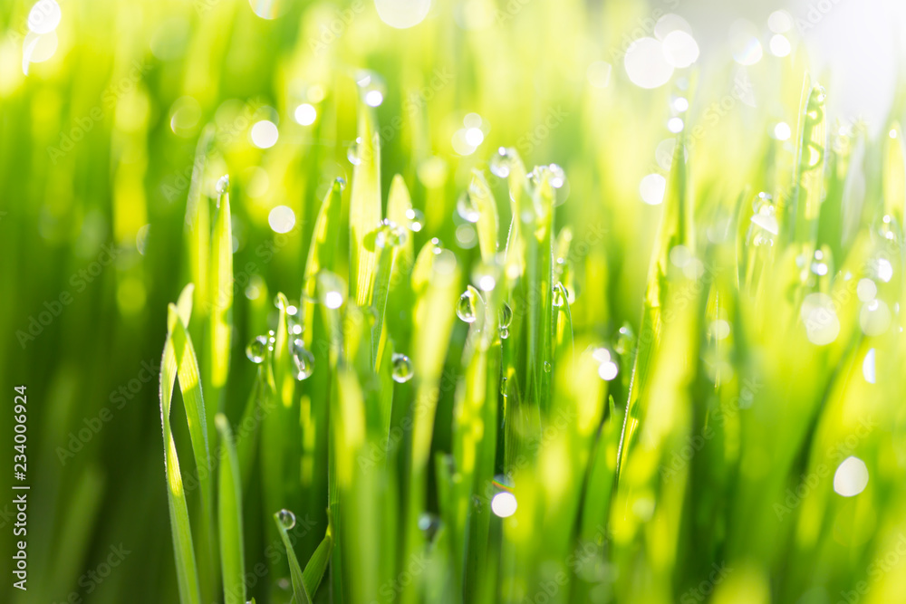 Fototapeta premium green fresh grass in morning dew with spring with natural bokeh,spot focus,soft focus,close up with Shallow DOF.