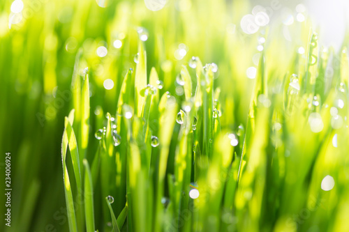 green fresh grass in morning dew with spring with natural bokeh,spot focus,soft focus,close up with Shallow DOF.